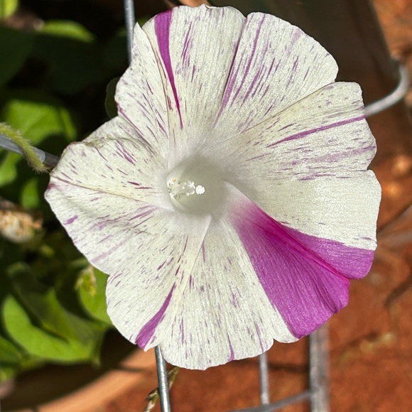 Meet your Posher, Abby - Picture 10 of 12